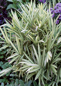 Pleioblastus 'Variegatus'